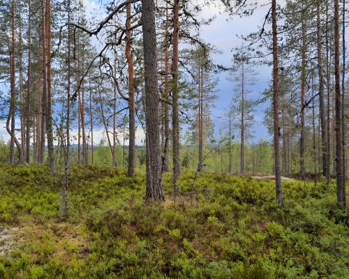 Savivuori. 
Kuva Suvi Korhonen